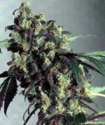 SSB-Super_Skunk.webp