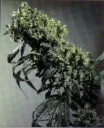 SSB-Northern_Lights_5_x_Haze.webp