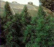 SSB-Ruderalis_Skunk.webp