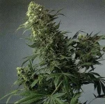 SSB-Shiva_Shanti.webp