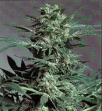 SSB-Shiva_Skunk.webp