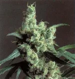 SSB-Silver_Haze.webp