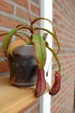 IMG_2843.webp