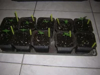 DSCN9111.webp