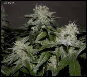 Goji 10 - 51jrs - 1.webp