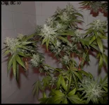 Goji 10 - 84jrs - 1.webp