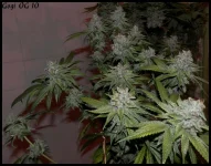 Goji 10 - 84jrs - 2.webp