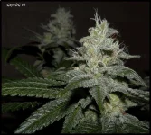 Goji 10 - 51jrs - 3.webp