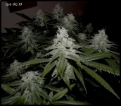 Goji 10 - 51jrs - 4.webp