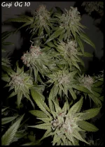 Goji 10 - 84jrs - 3.webp