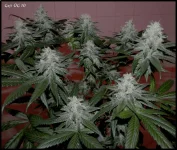 Goji 10 - 51jrs - 6.webp