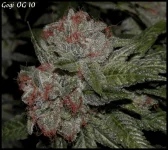 Goji 10 - 84jrs - 4.webp