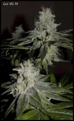 Goji 10 - 51jrs - 7.webp