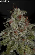 Goji 10 - 84jrs - 5.webp