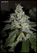 Goji 10 - 51jrs - 8.webp