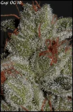 Goji 10 - 84jrs - 6.webp
