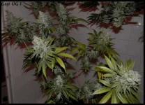 Goji 1 - 84jrs - 1.webp