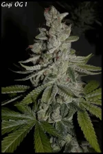 Goji 1 - 84jrs - 2.webp