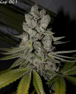 Goji 1 - 84jrs - 3.webp