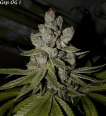 Goji 1 - 84jrs - 4.webp