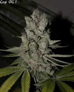 Goji 1 - 84jrs - 5.webp