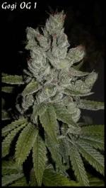 Goji 1 - 84jrs - 6.webp