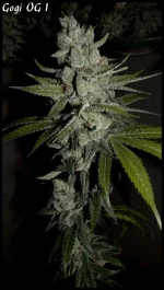 Goji 1 - 84jrs - 7.webp