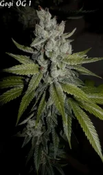 Goji 1 - 84jrs - 8.webp