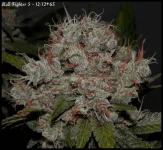 BullFighter 5 - 63jrs - 8.webp
