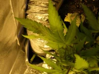 DSCN4370.webp