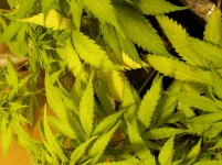 DSCN4372.webp