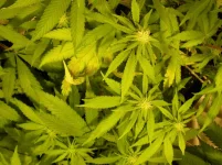 DSCN4373.webp