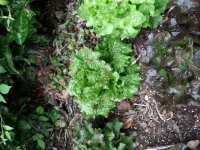 20150610_071059.webp