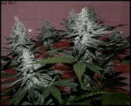 Goji 1 - 55jrs - 1.webp