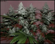 Goji 1 - 55jrs - 2.webp