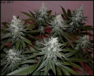 Goji 1 - 55jrs - 3.webp