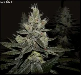 Goji 1 - 55jrs - 4.webp