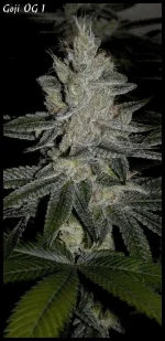Goji 1 - 55jrs - 5.webp