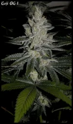 Goji 1 - 55jrs - 6.webp