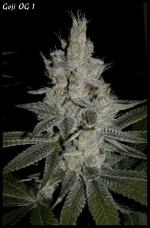 Goji 1 - 55jrs - 7bis.webp