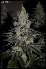 Goji 1 - 55jrs - 8.webp