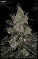 Goji 1 - 55jrs - 9.webp