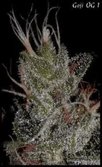 Goji 1 - 55jrs - 10 macro.webp