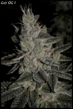 Goji 1 - 55jrs - 10.webp