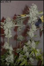 Goji 11 90jrs - 1.webp