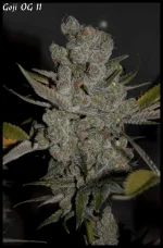 Goji 11 90jrs - 2.webp
