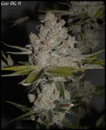 Goji 11 90jrs - 3.webp