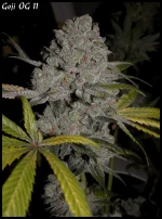 Goji 11 90jrs - 4.webp