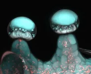 Multi-Photon-Microscopy-Image-of-Stalked-Glandular-Trichome-777x630.webp