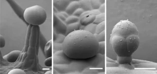 Different-Types-of-Glandular-Trichomes-777x366.webp